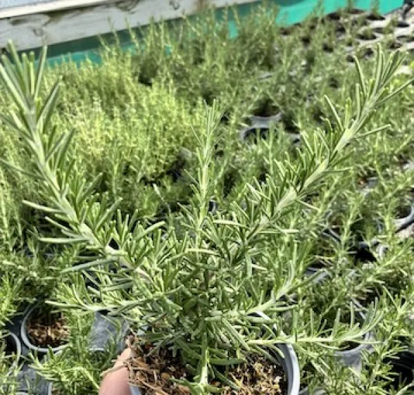 Rosemary 'Boule'